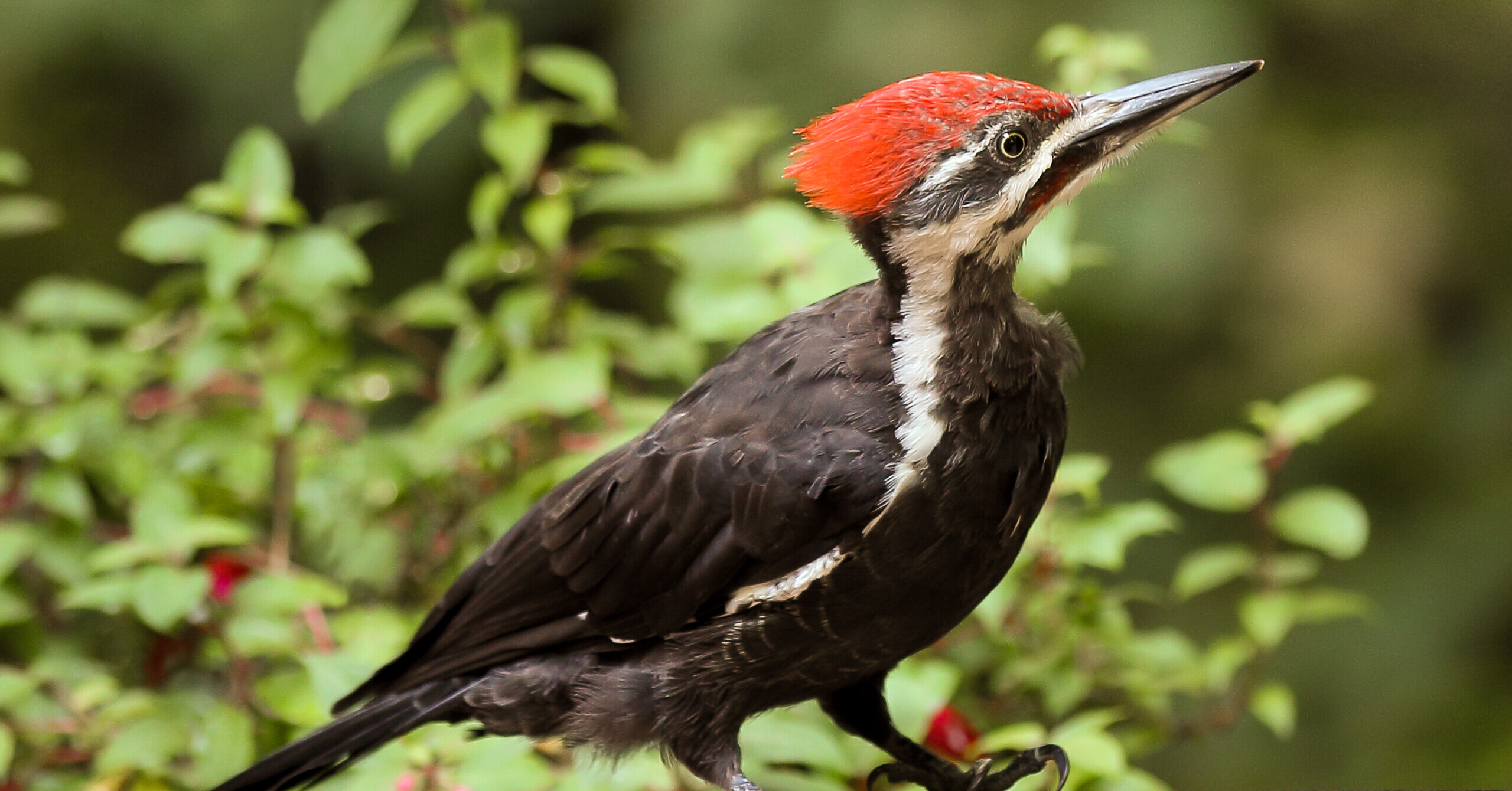 Pileated Woodpecker Close-up - Male