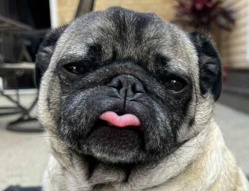 Ten Books for Pug Lovers