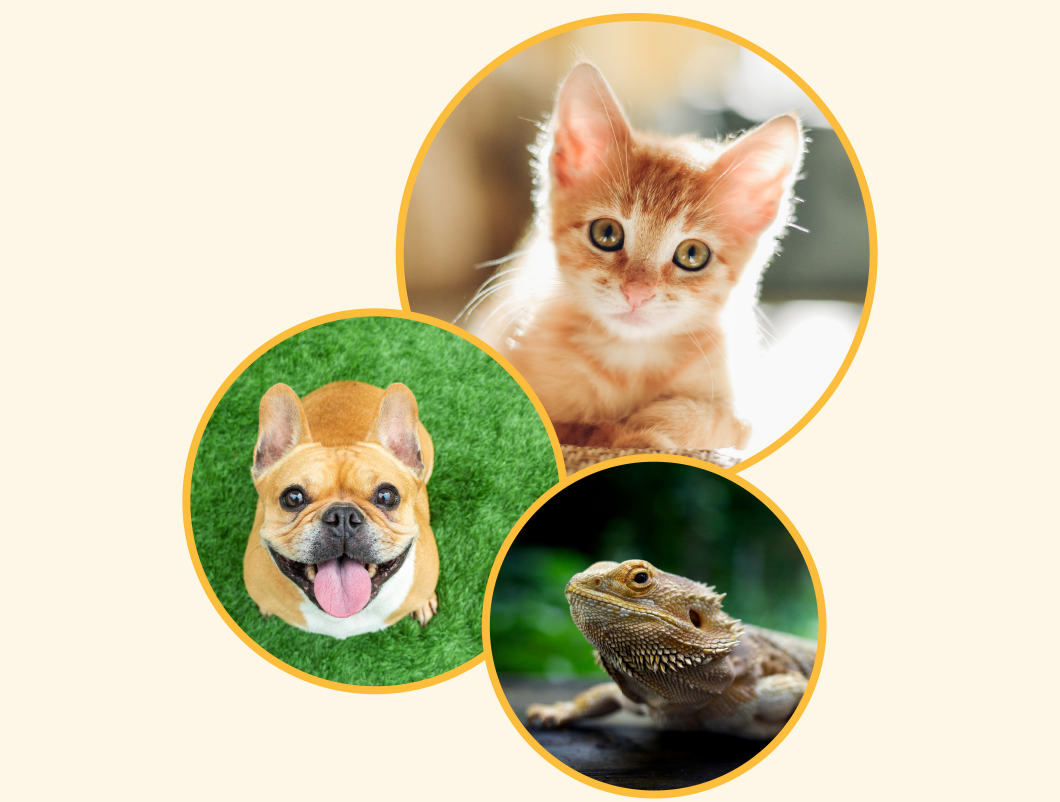 pets writing contest