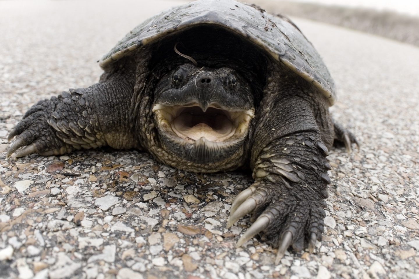 snapping turtles