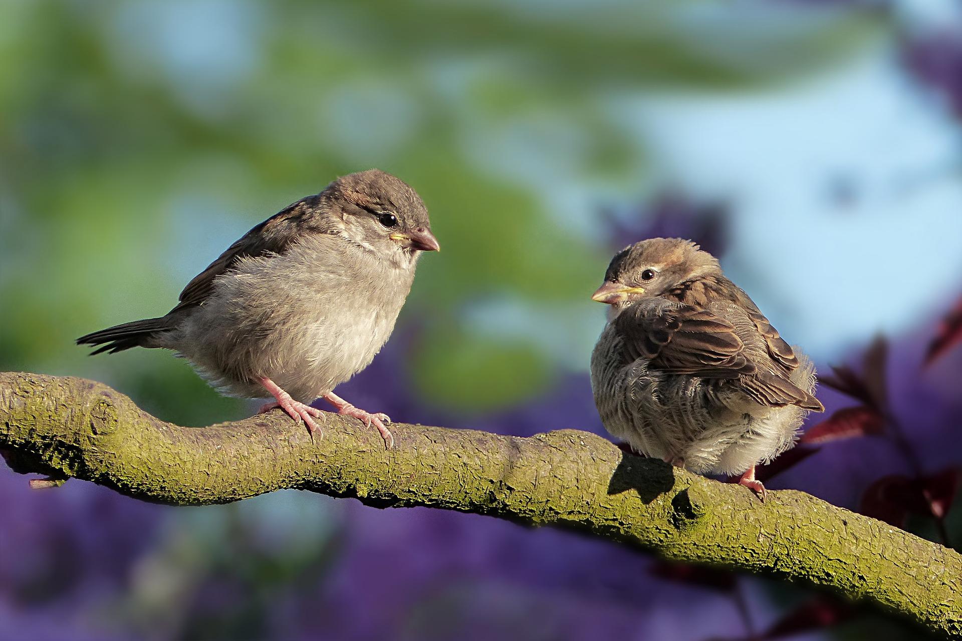 sparrows g8561cd034 1920