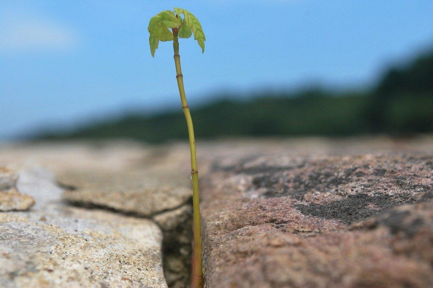 sprout 2298 1280