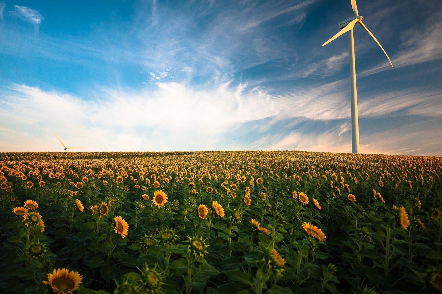 sunflowers